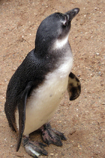 Brillenpinguin-A.JPG